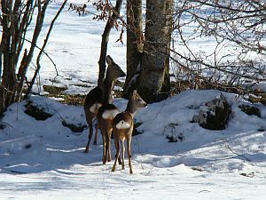 chevreuils en hiver