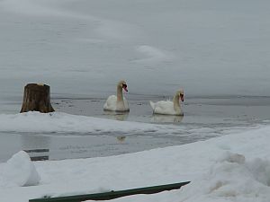 cygnes sur lac de malbuisson