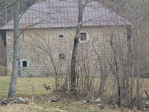 chevreuil foncine le haut