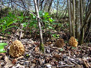 morilles trouves  foncine le haut