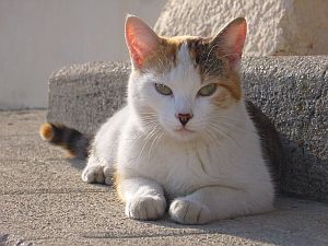 notre chat