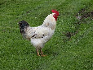 notre coq