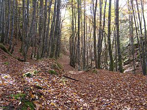 chemin dans le Bayard  foncine le haut