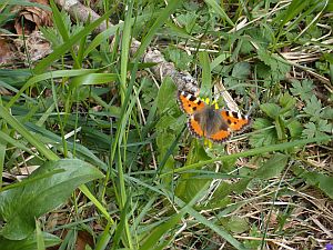 papillon