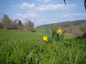 jonquilles  foncine le haut